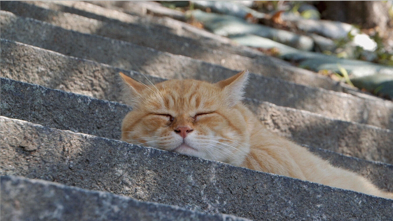 Die Katzen vom Gokogu-Schrein