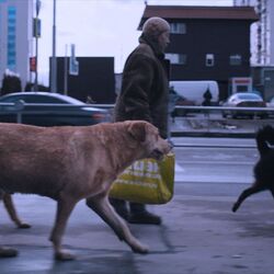 Special "EinBLICK. Der Kulturfilm am Sonntag": DREAMING DOGS