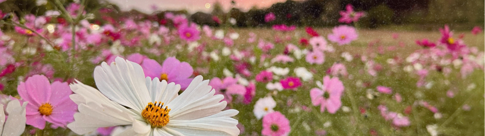 EinBLICK. Der Kulturfilm am Sonntag