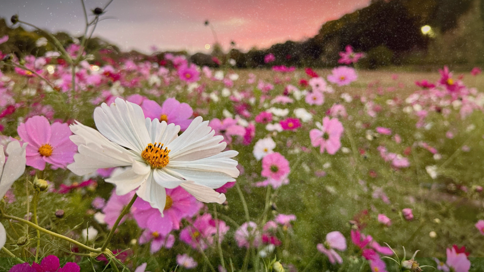 EinBLICK. Der Kulturfilm am Sonntag