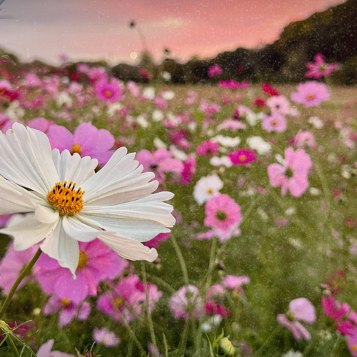 EinBLICK. Der Kulturfilm am Sonntag